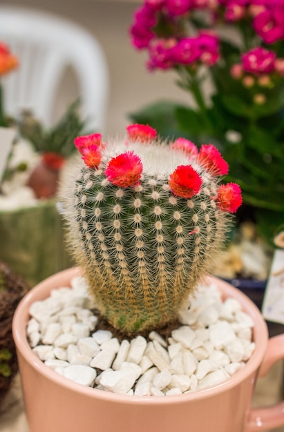 Mały kolorowy kaktus w małym garnku