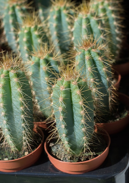 Mały kolorowy kaktus w małym garnku