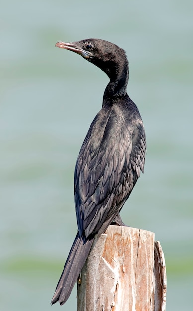 Mały kormoran Microcarbo Niger Piękni ptaki Tajlandia