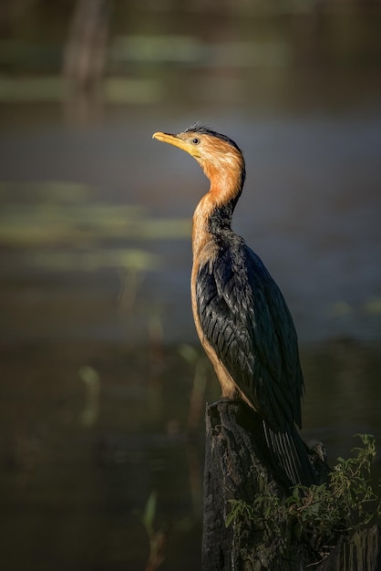 Mały kormoran srokaty nad jeziorem?