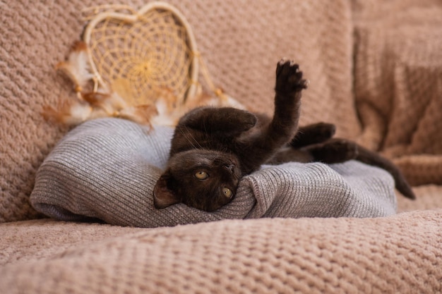 Mały kot na pastelowej poduszce Koncepcja zostań w domu Kotek relaksuje się na miękkim szarym tle z dzianiny
