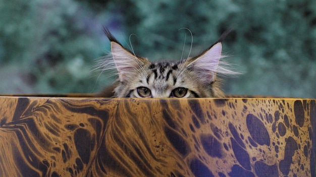 Zdjęcie mały kot w drewnianej misce