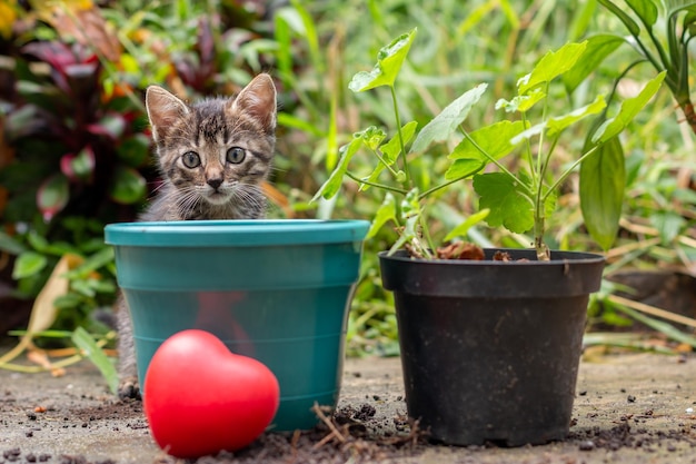 Mały kot za zieloną doniczką i sercem obok małej rośliny, która jest gotowa do przesadzenia Koncepcja ogrodnicza