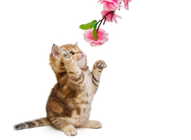 Mały kotek i ozdobny kwiat