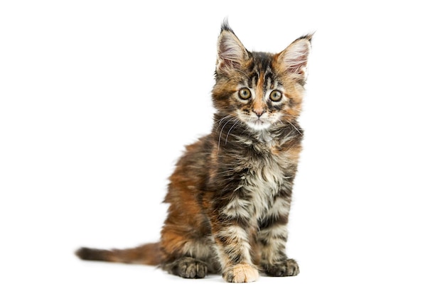 Mały kotek maine coon z skorupą żółwia na białym tle