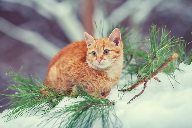 Mały kotek odpoczywa w sosnowym lesie w zimie