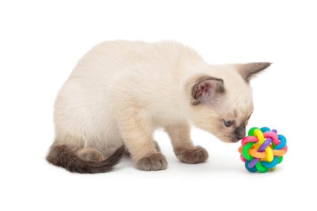 Mały kotek syjamski i zabawka