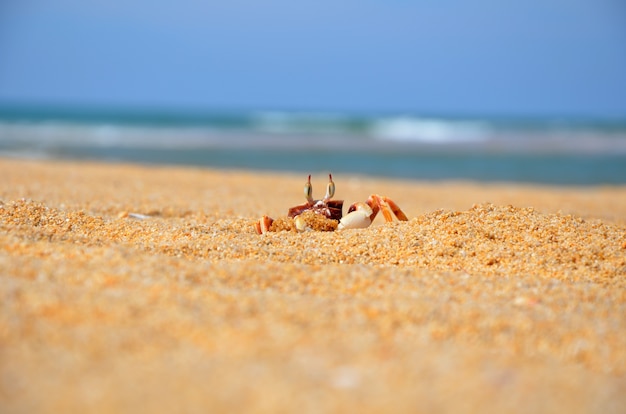 Mały krab na plaży