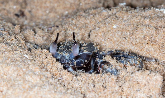 Mały Krab Na Plaży