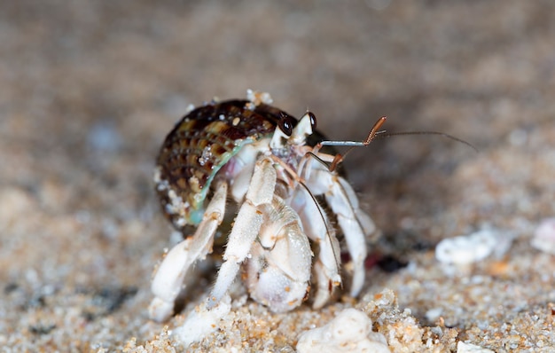 Mały Krab Pustelnik Na Plaży