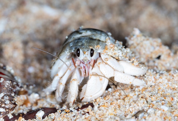 mały krab pustelnik na plaży