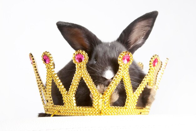 Zdjęcie mały królik w dużej złotej koronie