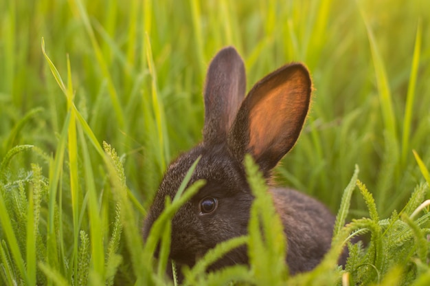 Zdjęcie mały królik w zielonej trawie