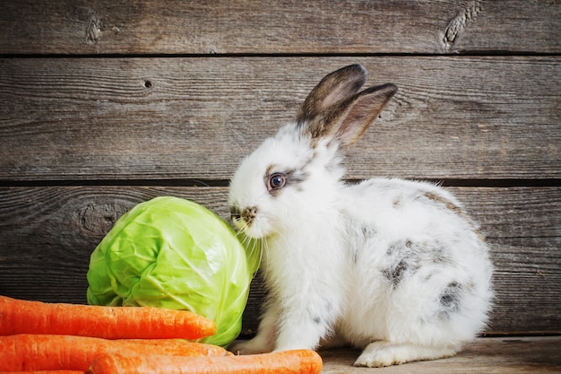 Mały królik z warzywami na drewnianej przestrzeni