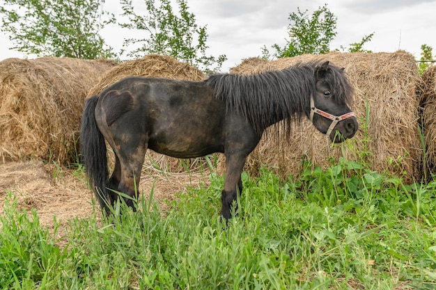 Mały kucyk zjada zieloną trawę latem na farmie