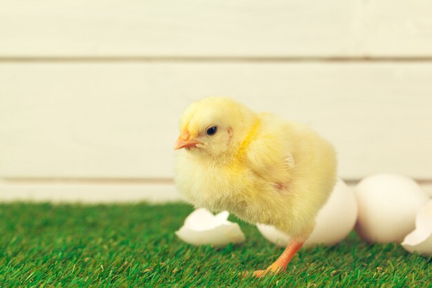 Mały kurczak na trawie