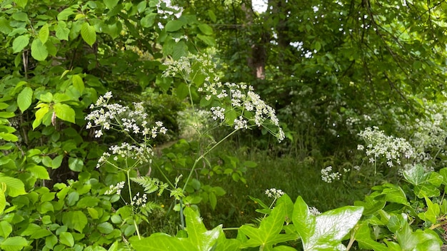 Mały kwiat natura tło