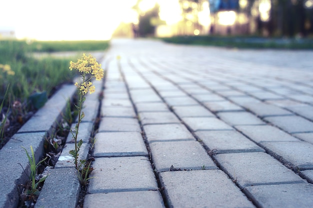 Mały kwiatek przerastający szarą kostkę brukową o zachodzie słońca