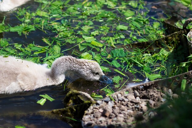 Mały łabędź je trawę w jeziorze cygnet w parku miejskim