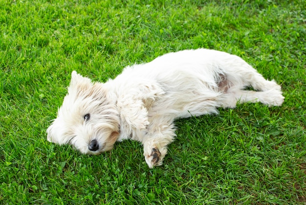 Mały ładny biały pies West Highland Terrier leżący na trawie w parku. Portret zwierzaka.