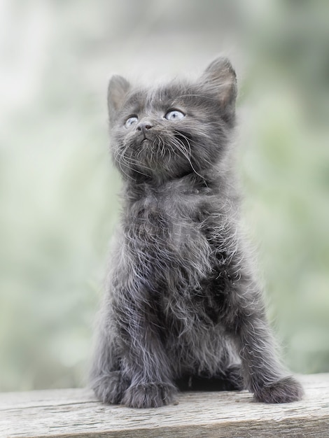 Mały ładny Szary Futrzany Kotek Siedzi I Patrzy W Górę