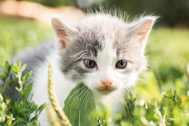 Mały ładny szary kotek w zielonej trawie