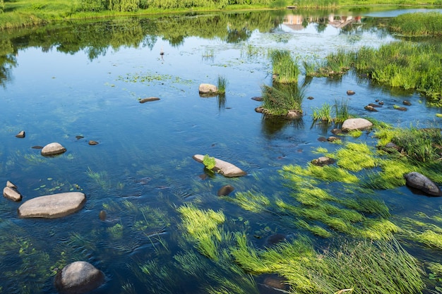 Mały malowniczy staw rushy na rzece Słoneczny letni dzień na rzece Ros Bogusław Ukraina