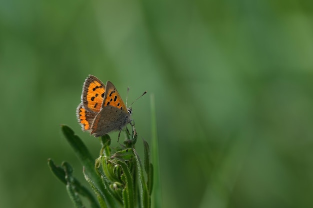 Mały miedziany motyl w przyrodzie