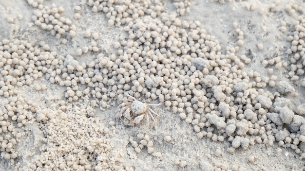 Mały, młody krab duch na białej, piaszczystej plaży Zdjęcie z góry Widok z góry Współczynnik przycięcia obrazu 169