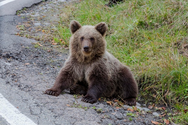 Mały młody niedźwiedź dziki z ciemnym futrem i pyskiem z widoku z profilu