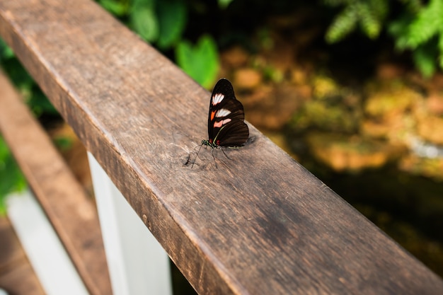 Mały Motyl Na Drewnianych Balustradach