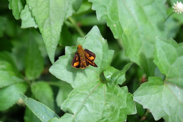 mały motyl na zielonych liściach