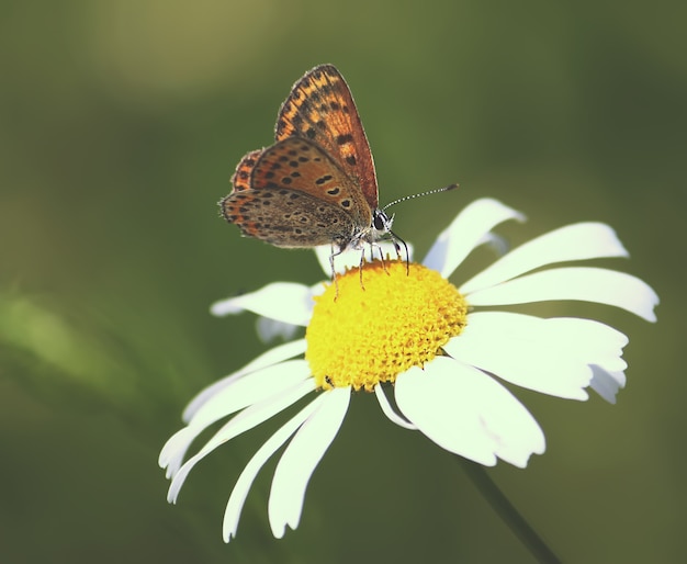Mały motyl siedzący na kwiatku w letnim polu