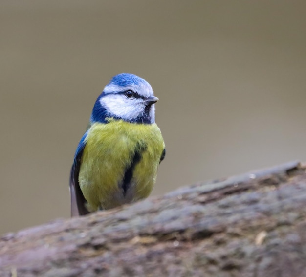 Mały niebieski Cyanistes caeruleus siedzący na gałęzi