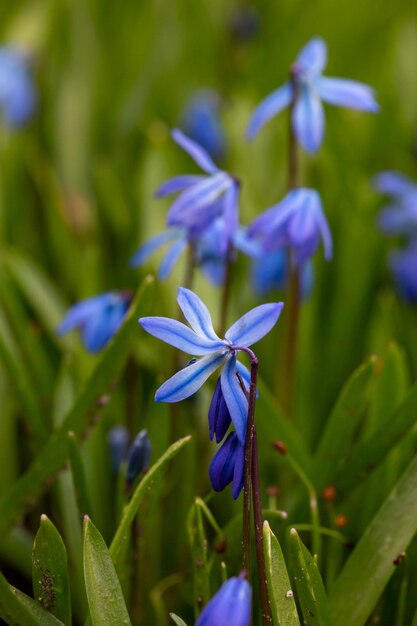 Mały niebieski kwiat Scilla siberica w wiosennej makrofotografii Kwitnący kwiat syberyjskiej cebulicy