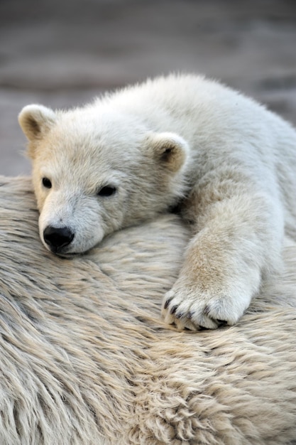 Mały niedźwiedź polarny odpoczywa na plecach swojej mamy