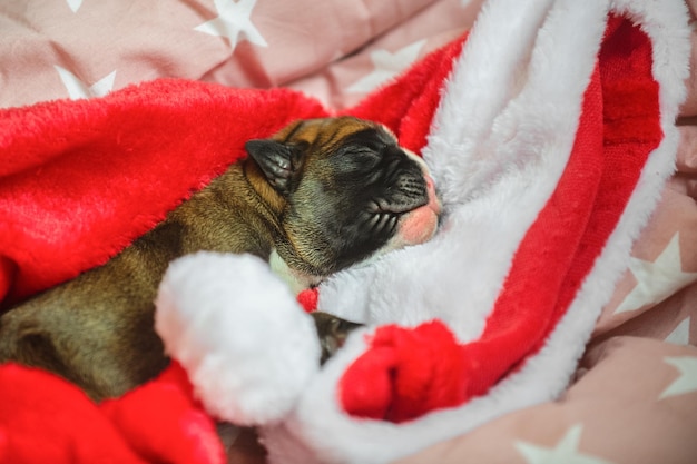 Zdjęcie mały nowonarodzony szczeniak rasy niemiecki bokser słodko śpi na czapce świątecznych prezentów świętego mikołaja