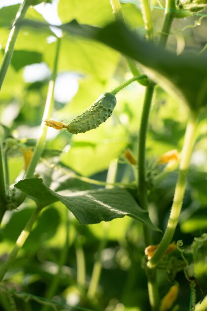 Mały ogórek dojrzewający na roślinie w ogrodzie w słońcu, uprawa warzyw na podwórku, zbliżenie.