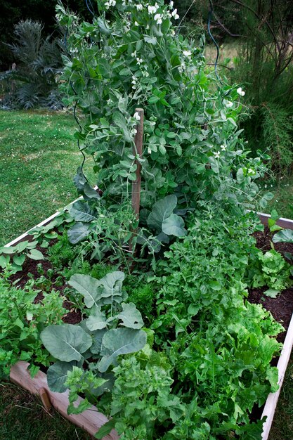 Mały ogród warzywny