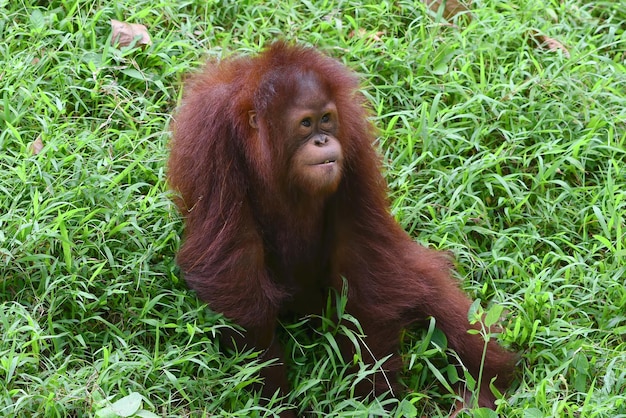 Mały orangutan bawi się fajką