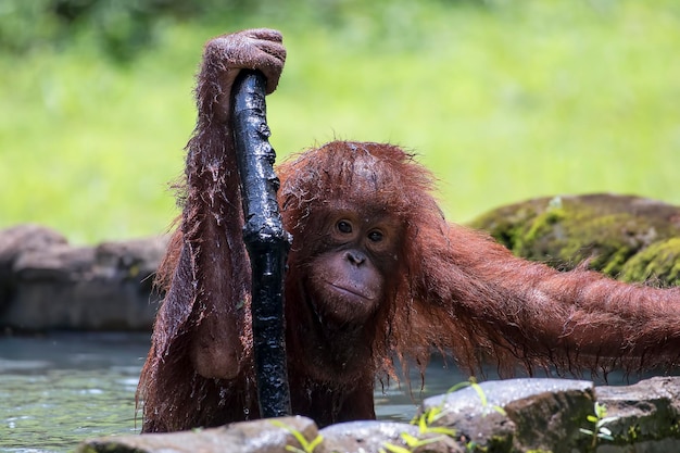 Mały orangutan trzyma kij na stawie