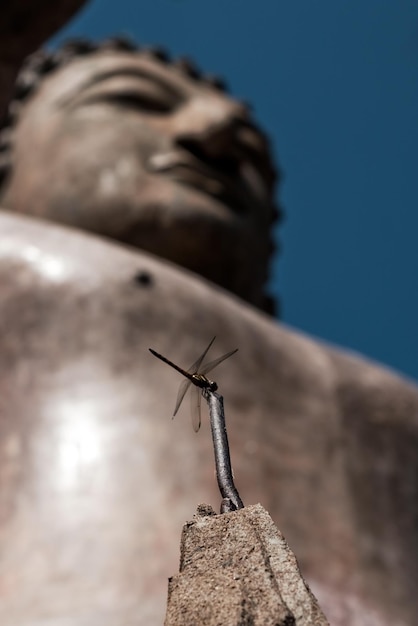 Mały owad ważki siedzący w pobliżu niewyraźnego posągu Buddy