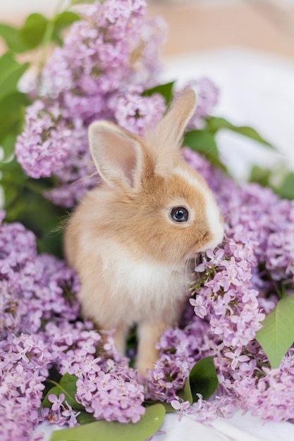 Zdjęcie mały ozdobny imbir i biały królik domowy z dużymi puszystymi uszami w kwiaty bzu