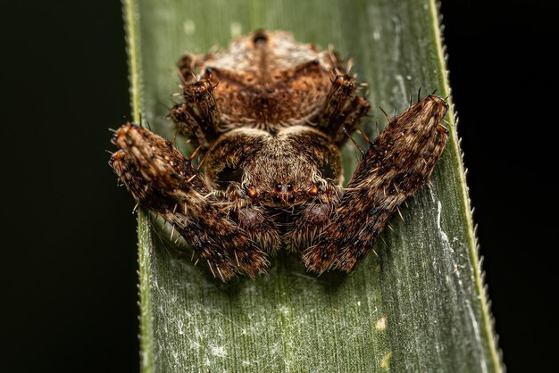 Mały Pająk Orbweaver