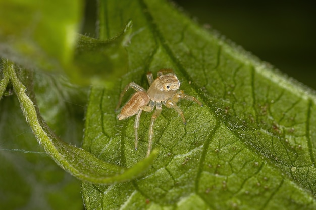 Mały pająk skaczący z rodzaju Chira