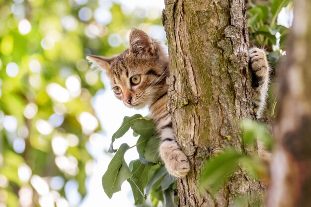 Mały pasiasty kotek na drzewie trzyma łapy za łodygę i uważnie spogląda w dół