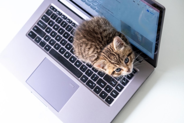 Mały pasiasty kotek siedzący na klawiaturze laptopa i patrzący w górę na aparat Widok z góry