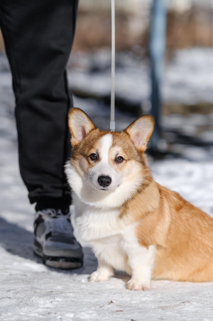 Mały Pembroke Welsh Corgi szczeniak chodzi po śniegu w słoneczny zimowy dzień Siedzi u stóp właściciela39s patrząc na kamerę Szczęśliwy mały pies Koncepcja opieki o życie zwierząt pokaz zdrowia rasy psów