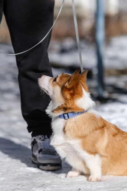 Mały Pembroke Welsh Corgi szczeniak chodzi po śniegu w słoneczny zimowy dzień Siedzi u właściciela 39s stóp patrząc na bok Szczęśliwy mały pies Koncepcja opieki o życie zwierzęce Zdrowie pokaz rasy psa