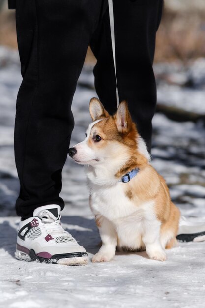 Mały Pembroke Welsh Corgi szczeniak chodzi po śniegu w słoneczny zimowy dzień Siedzi u właściciela 39s stóp patrząc na bok Szczęśliwy mały pies Koncepcja opieki o życie zwierzęce Zdrowie pokaz rasy psa